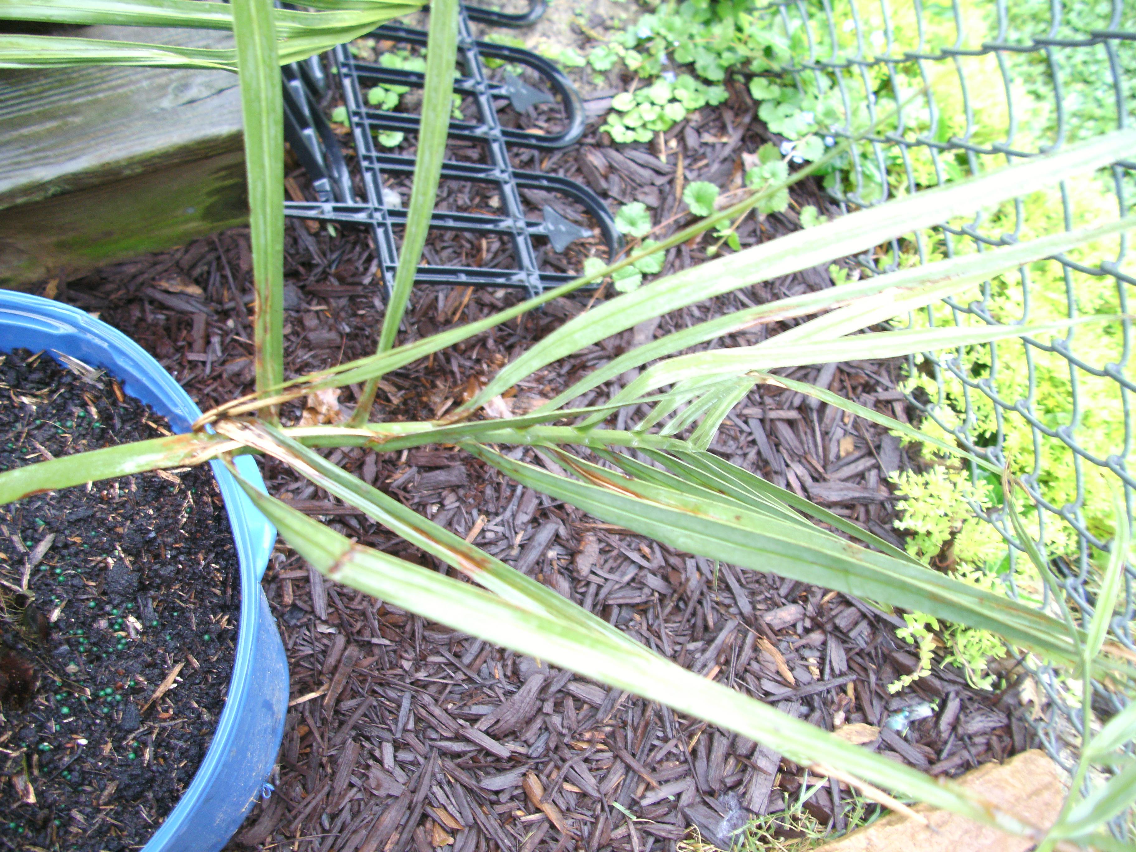 Pindo palm problem DISCUSSING PALM TREES WORLDWIDE PalmTalk